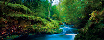 Environment